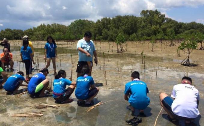Mangrove Tree planting 