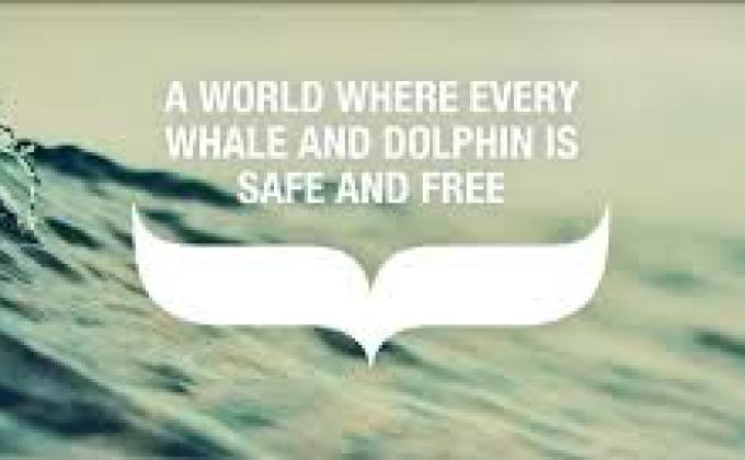 Dolphin & Whale Protection Campaign in Social Media