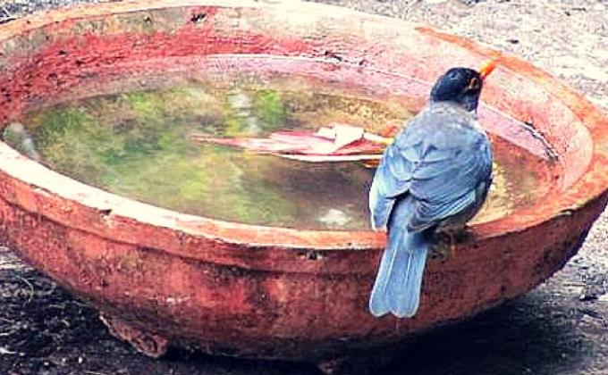 BIRD WATER BOWL 