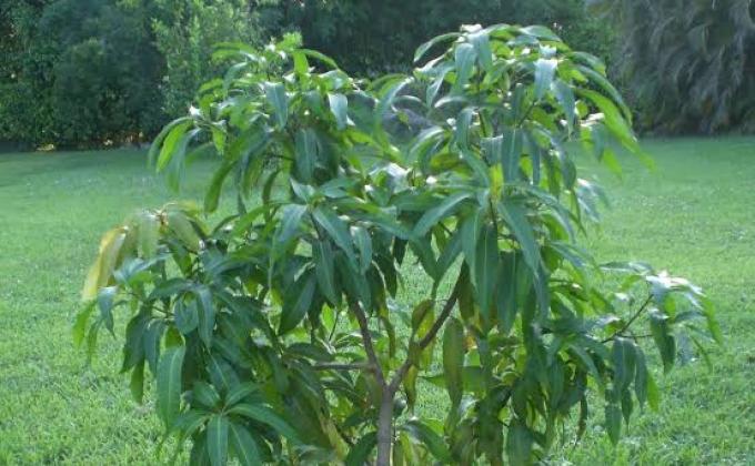 Save tree , save environment