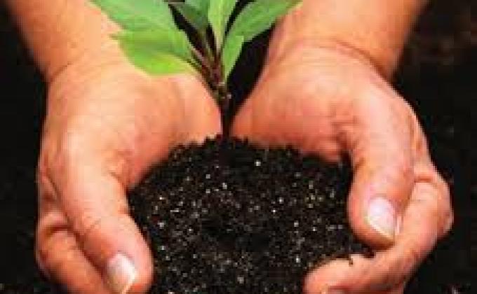 Planting of trees