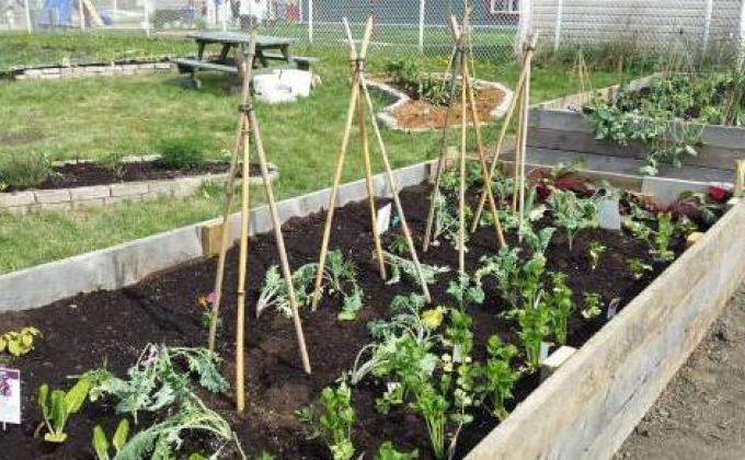 Jardins communautaires, éducatifs et collectifs