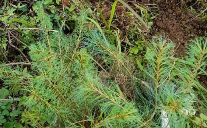 Tree Plantation: World Environment Week 