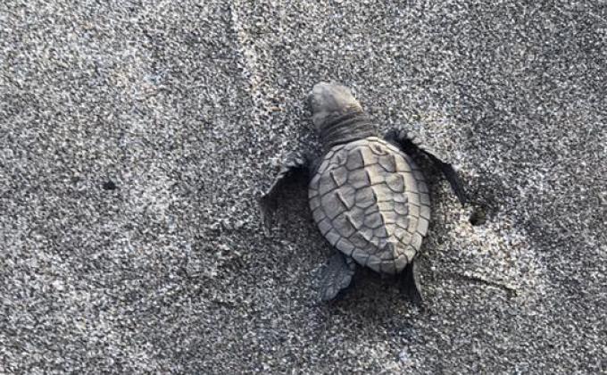 Servicio de Restauración de Campamento Tortuguero 