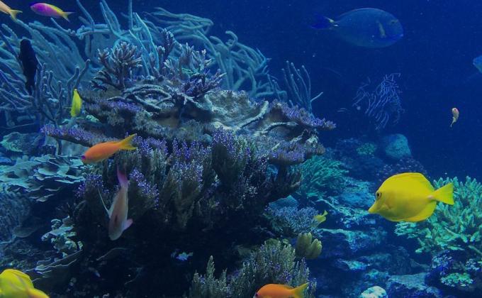 Save Oceans