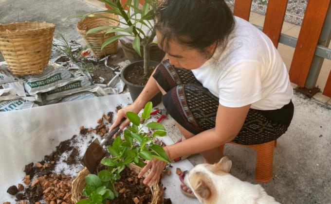 ปลูกต้นไม้  