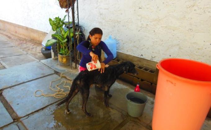 Cuidando a un Ángel de 4 Patas