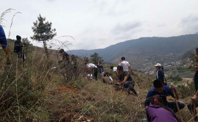 Tree Plantation