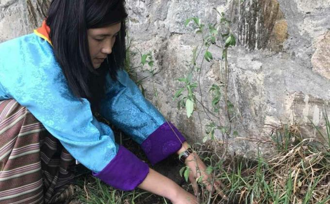 Plantation of a sapling