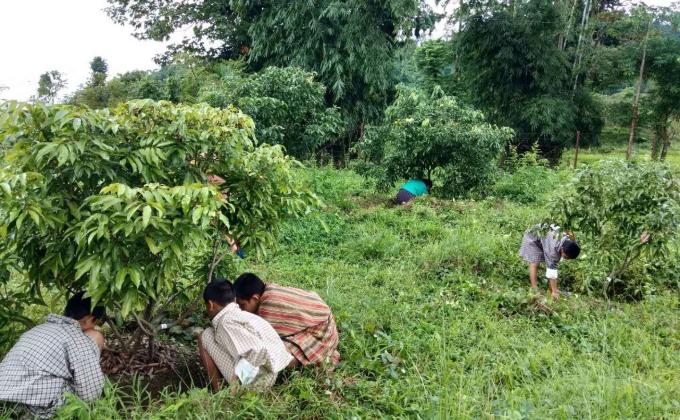 tree plantation on world peace day