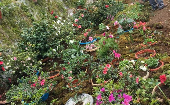 Flower exhibition on Scout Day