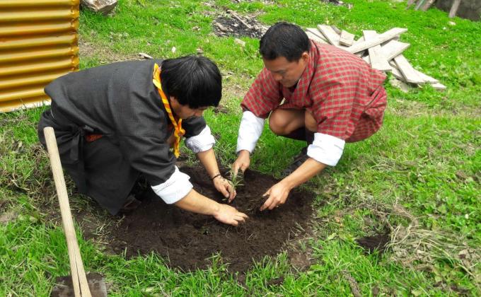 Tree plantation 