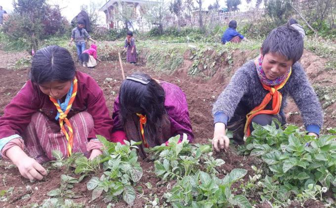 Scouts doing gardening works (Organic Vegetables)