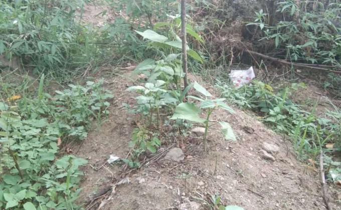 Vegetable cultivation for scout fund. 