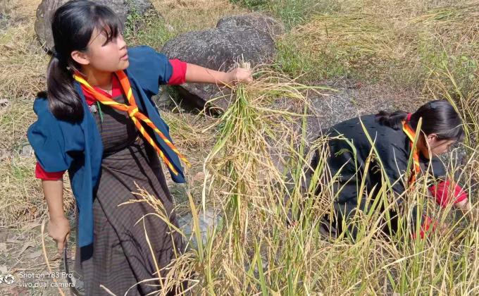 Helping community in paddy cultivation