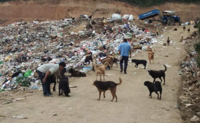 Mass dog sterilization and vaccination campaign thimphu £