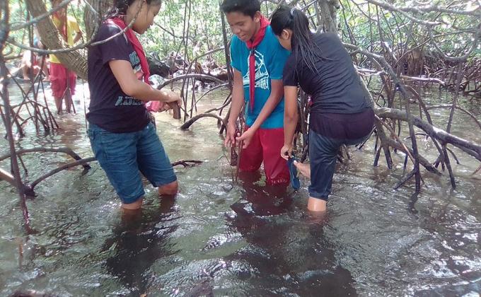 Mangrove Reforestation