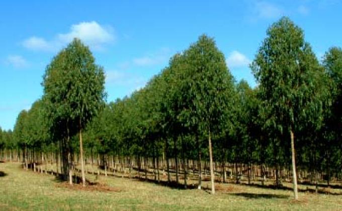 Reforestation Camp