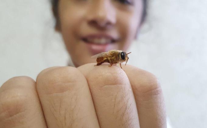 Bee Sustentable