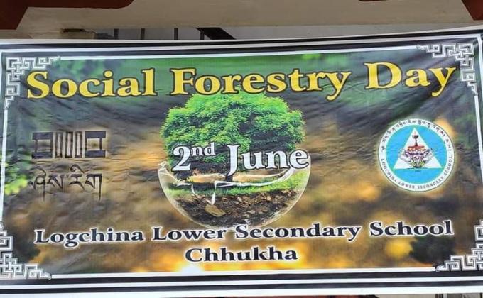 Plantation of Bamboo