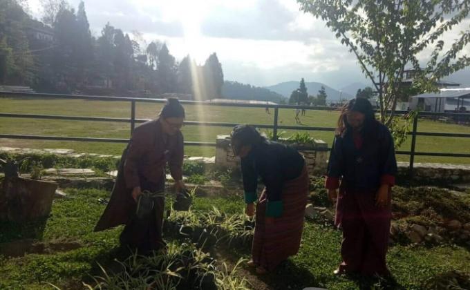 Plantation of saplings