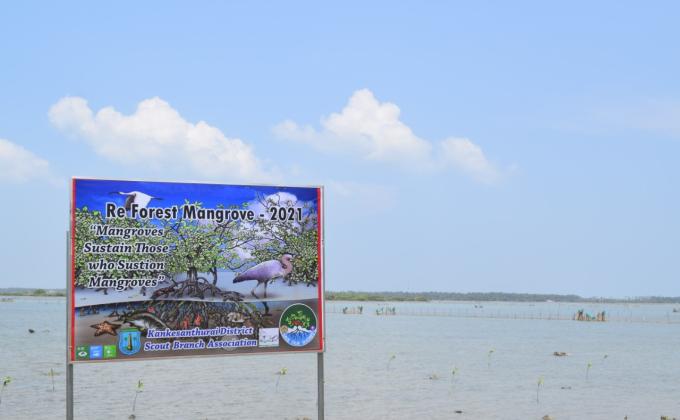 mangrove planting