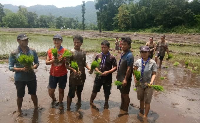 paddy plantation