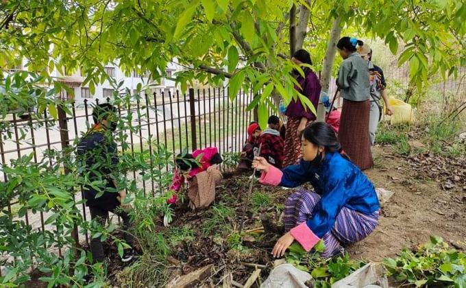 Scouts for plantation