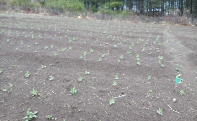 Agriculture work