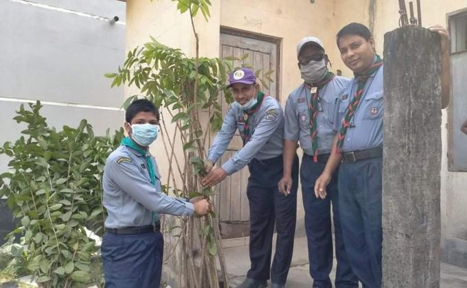 Distribution of Trees