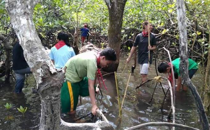 Mangrove planting