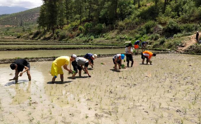community service (paddy cultivation)