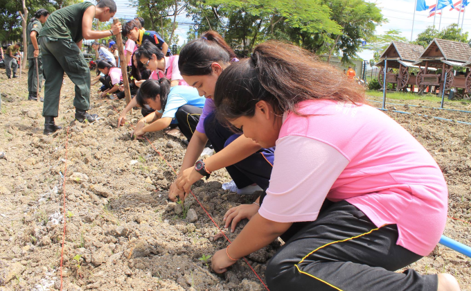 ร่วมปลูกดอกดาวเรือง น้อมรำลึกในหลวงรัชกาลที่9