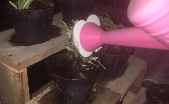 ลดน้ำต้นไม้