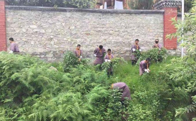 Uprooting of marijuana 