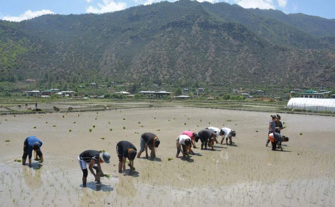 paddy cultivation