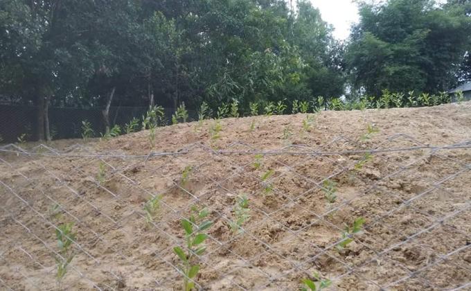 Tree Plantation  Program