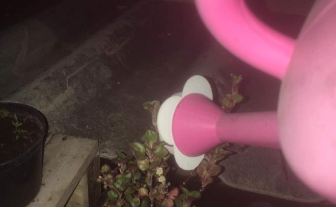 ลดน้ำต้นไม้