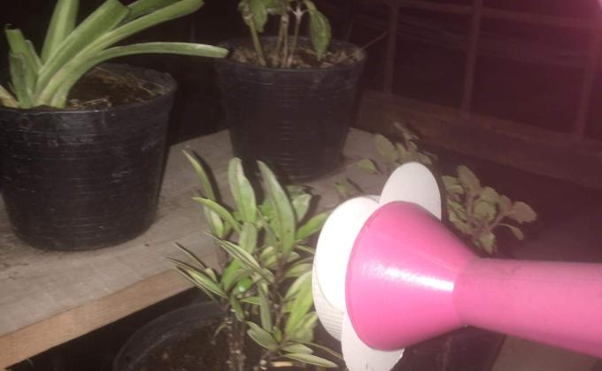 ลดน้ำต้นไม้