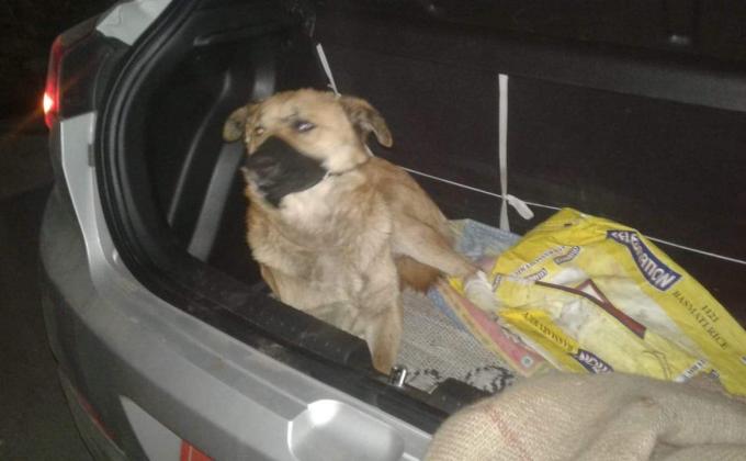 Kind to animal 