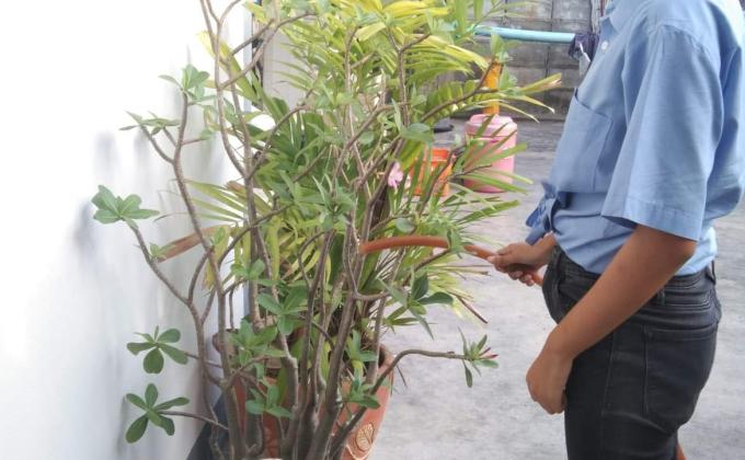 รดน้ำต้นไม้