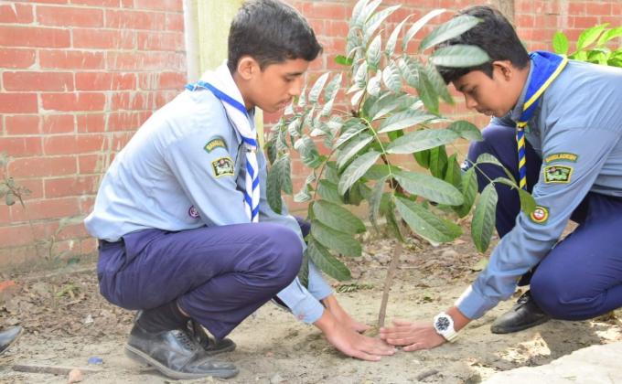 Tree Plantation Programme