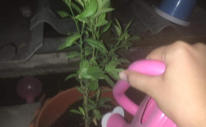 ลดน้ำต้นไม้