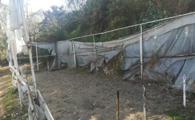 Cultivo de rabanos en llantas de auto 