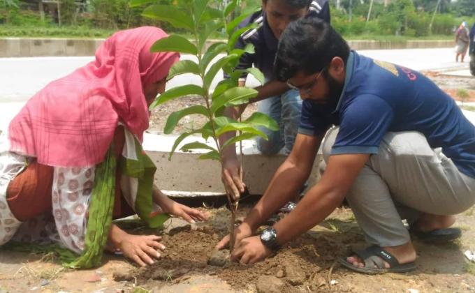 Tree plantation 
