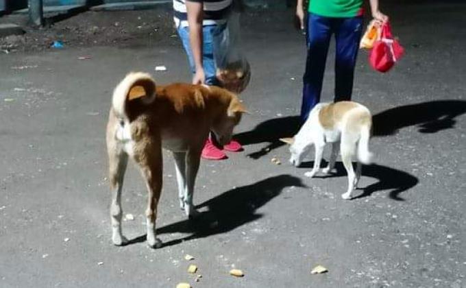 স্কাউট জীবের প্রতি সদয়