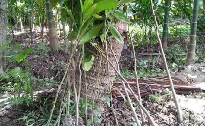 বৃক্ষরোপন কর্মসূচি