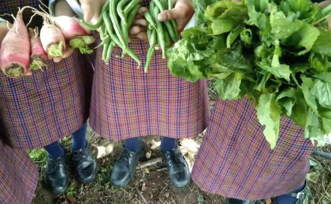 Plantation of Vegetables 