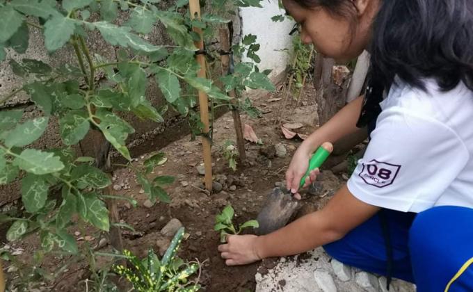 Quarantine Urban Gardening by the Rover Circles United Boy Scouts of the Philippines