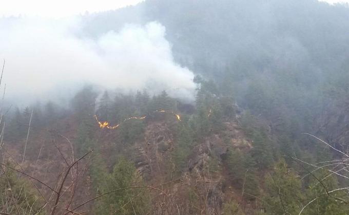 Paro forest fire